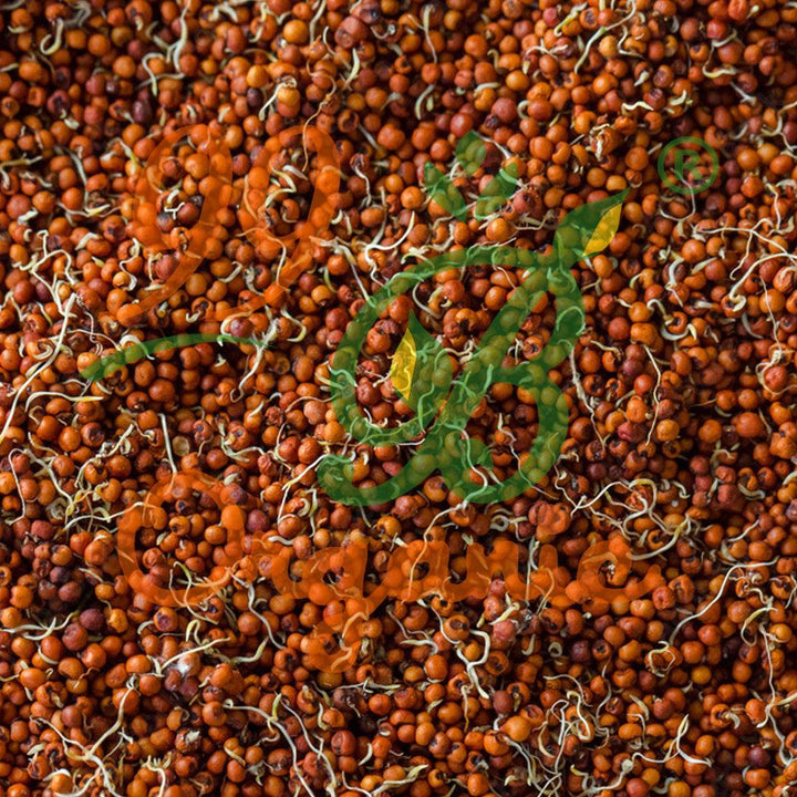 Sprouted ragi 500g - 99B Organic