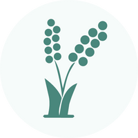 Millets