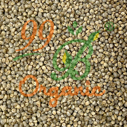 Organic gundu kambu pearl millet 500g nutritious millet grain by 99B Organic