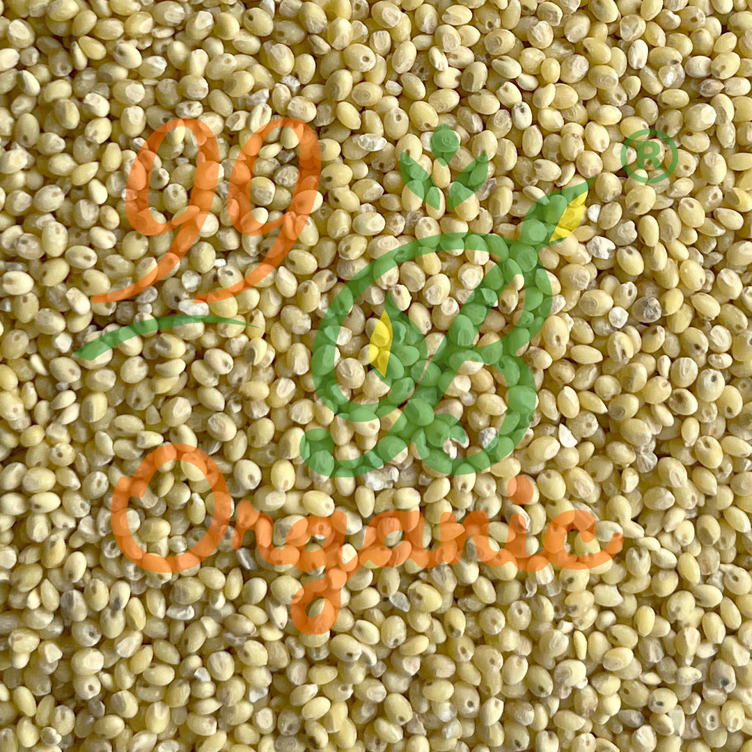 Organic panivaragu proso millet 500g healthy ancient grain quick cooking millet by 99B Organic