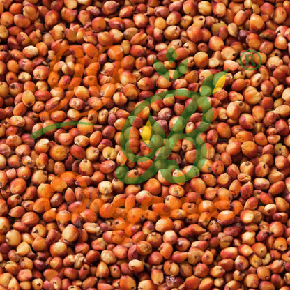 Organic red cholam sorghum grain 500g healthy traditional millet by 99B Organic